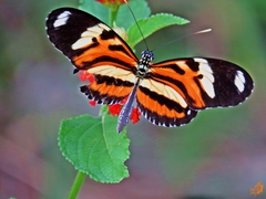 Heliconius ethilla narcaea
