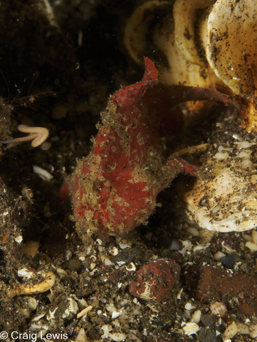 Antennatus coccineus observed 2025-06-29