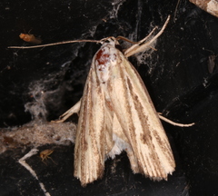 Xylorycta austera