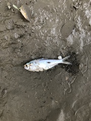 Dorosoma cepedianum