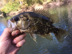 Ambloplites ariommus