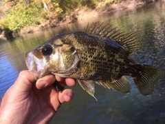 Ambloplites ariommus