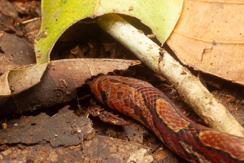Ringed Kukri Snake