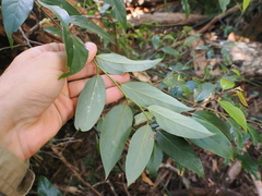 Cryptocarya rigida, photograph (c) Lucas Christofides, some rights reserved (CC BY)