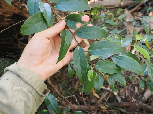 Cryptocarya rigida, photograph 4