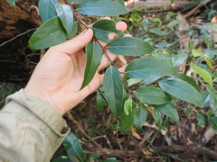Cryptocarya rigida, photograph (c) Lucas Christofides, some rights reserved (CC BY)