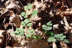 Dicentra cucullaria