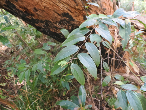 Cryptocarya rigida, photograph 5