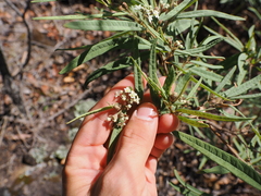 Lucas Christofides, CC BY, iNaturalist via GBIF Commersonia salviifolia, photograph Lucas Christofides, CC BY, iNaturalist via GBIF