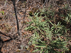 Lucas Christofides, CC BY, iNaturalist via GBIF Commersonia salviifolia, photograph Lucas Christofides, CC BY, iNaturalist via GBIF