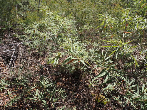 Commersonia salviifolia, photograph 5