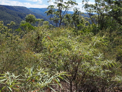 Commersonia salviifolia, photograph Lucas Christofides, CC BY, iNaturalist via GBIF