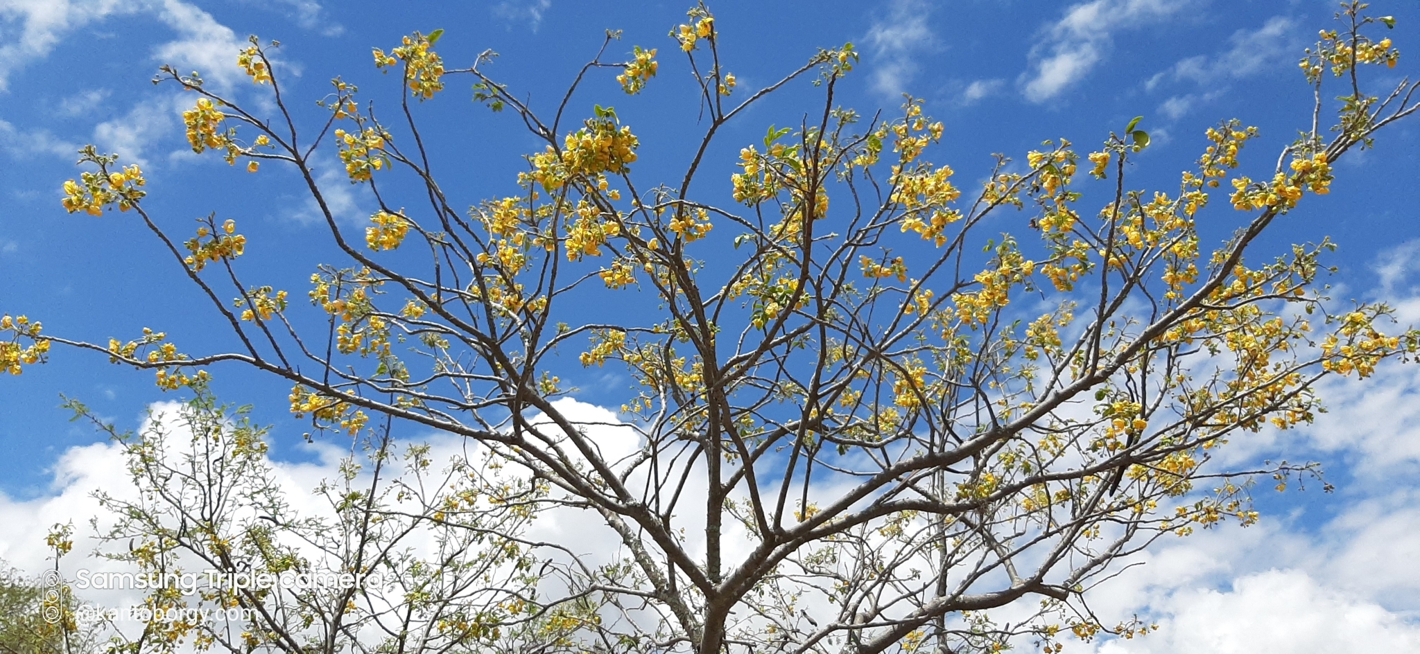 Senna atomaria image