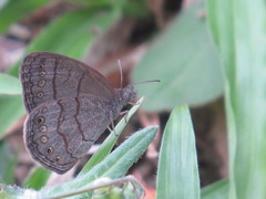 Hermeuptychia cucullina