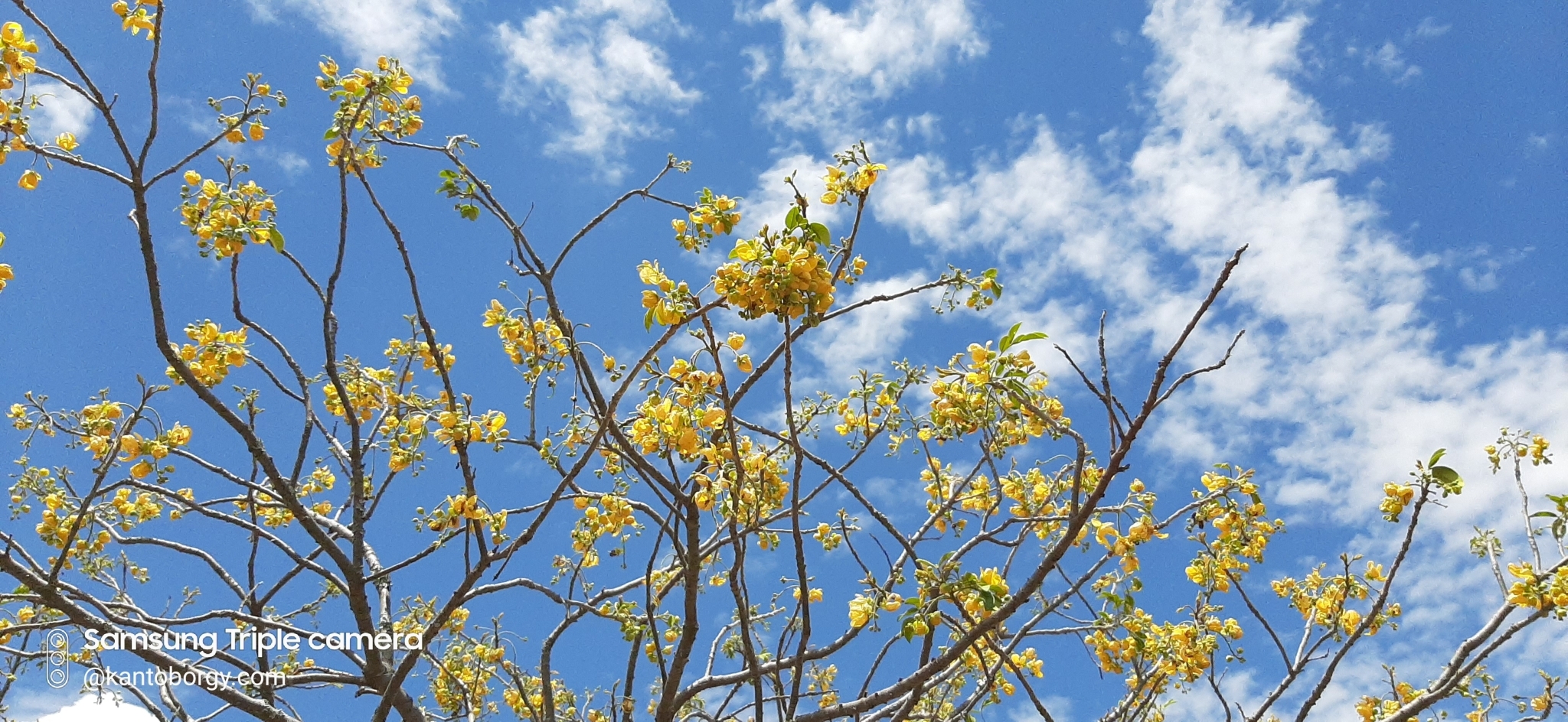 Senna atomaria image