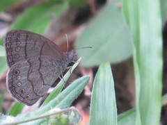 Hermeuptychia cucullina