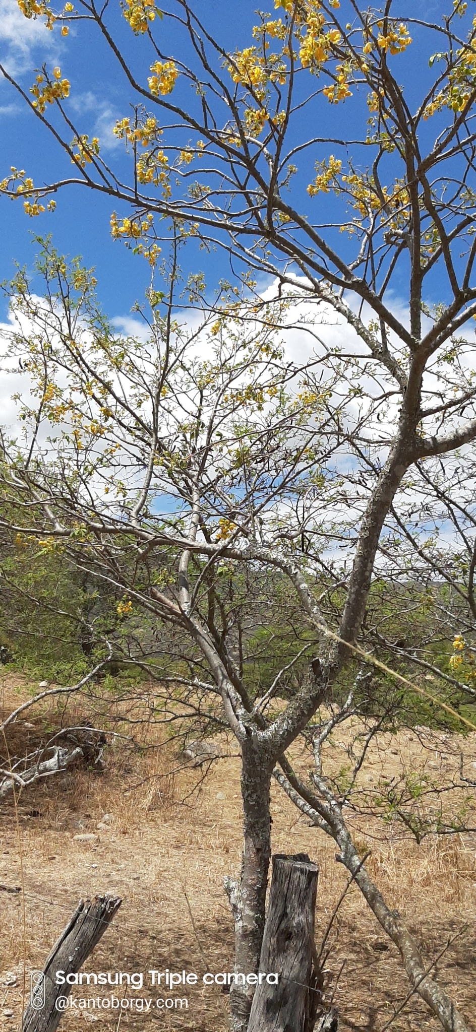 Senna atomaria image