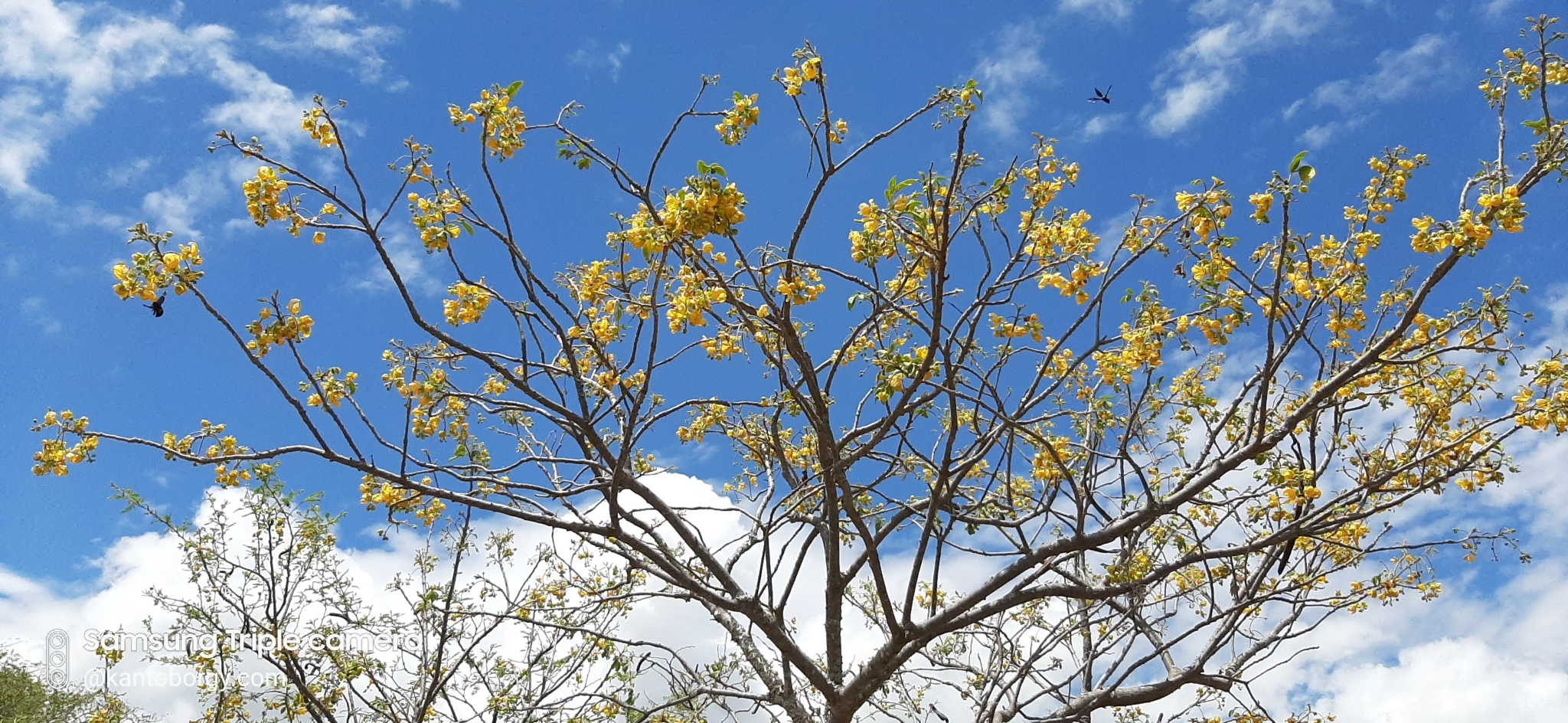 Senna atomaria image