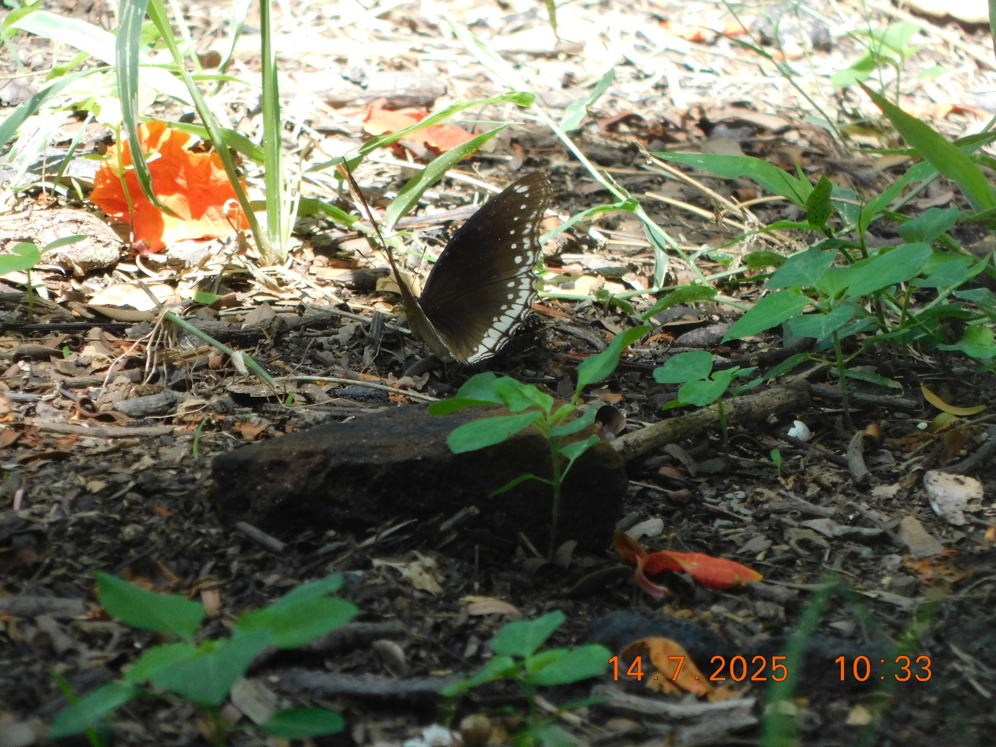 Great Eggfly