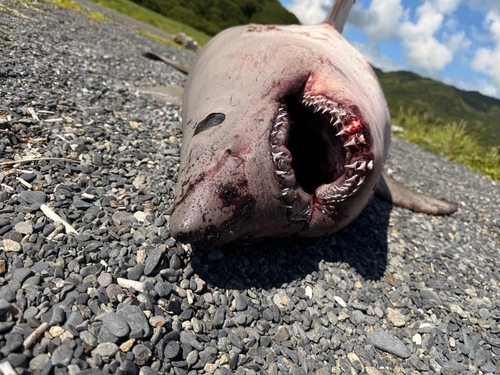 Salmon Shark (Lamna ditropis), a species recorded in Washington