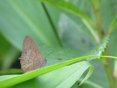 Hermeuptychia gisella