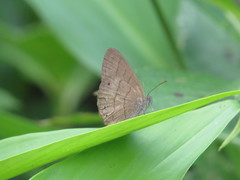 Hermeuptychia gisella