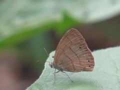 Hermeuptychia gisella