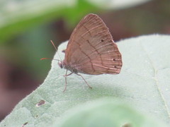 Hermeuptychia gisella