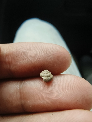Pseudobuliminus dongyiicus