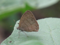 Hermeuptychia gisella