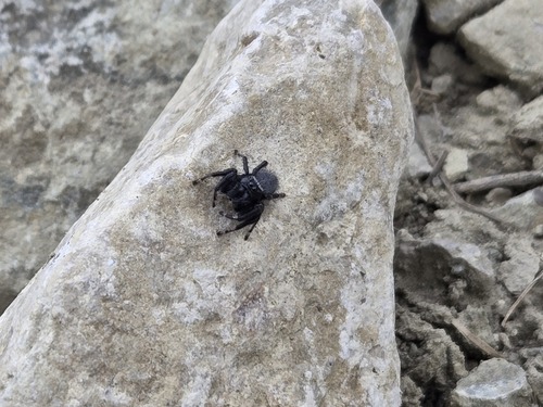 Phidippus octopunctatus photo 3