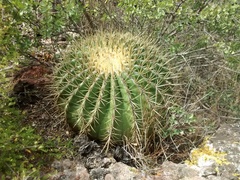 Ferocactus histrix