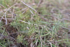 Genista hispanica hispanica