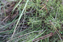 Genista hispanica hispanica