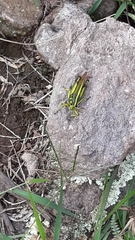 Schistocerca alutacea