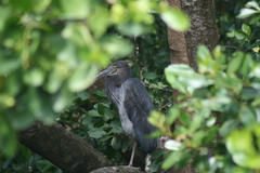 Ardea sumatrana