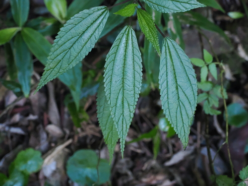 native ramie (Boehmeria virgata)