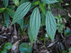 Boehmeria virgata, photograph (c) Lucas Christofides, some rights reserved (CC BY)