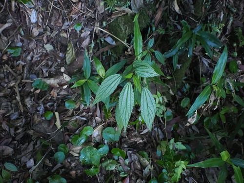 Boehmeria virgata, photograph 2