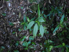 Boehmeria virgata, photograph (c) Lucas Christofides, some rights reserved (CC BY)