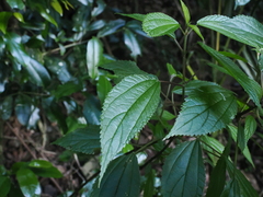 Boehmeria virgata, photograph (c) Lucas Christofides, some rights reserved (CC BY)