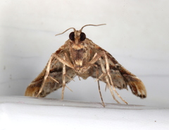 Scenedra decoratalis