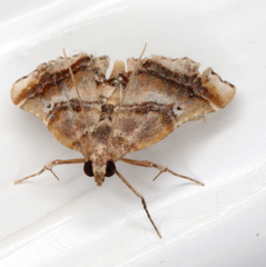 Scenedra decoratalis