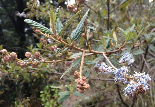 Ceanothus caeruleus
