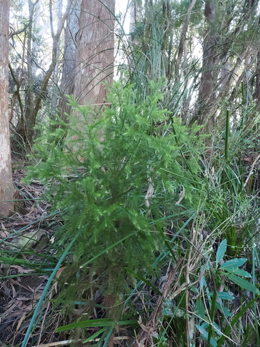 Callitris macleayana, photograph 3