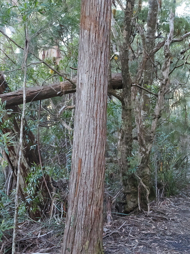 brush cypress-pine (Callitris macleayana)