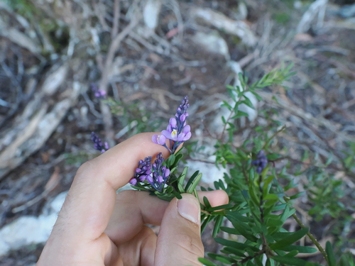 Comesperma esulifolium (Comesperma esulifolium)