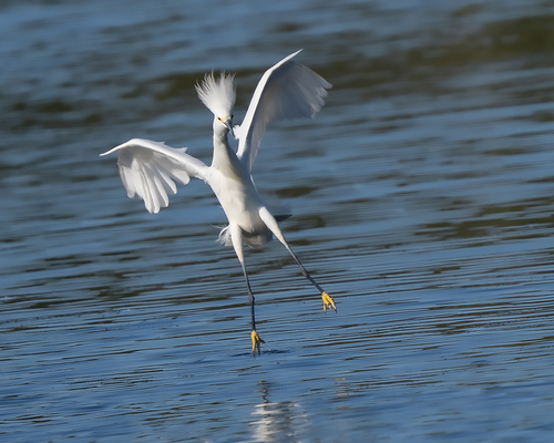 Snowy Egret photographed in Maine