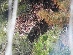 Myiopsitta monachus