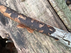 Diatrype decorticata